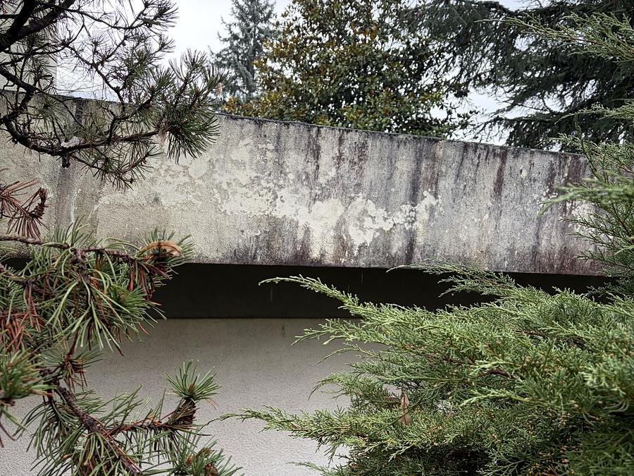 Cèdre dont les branches dépassent près d'une terrasse