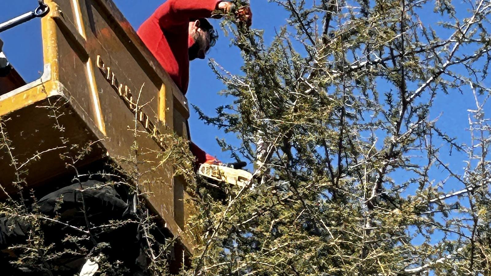 Coupe des branches au plus près