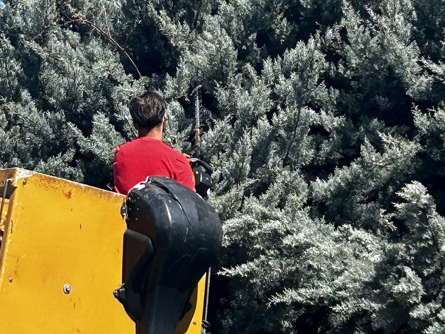 Élagueur en nacelle devant un conifère