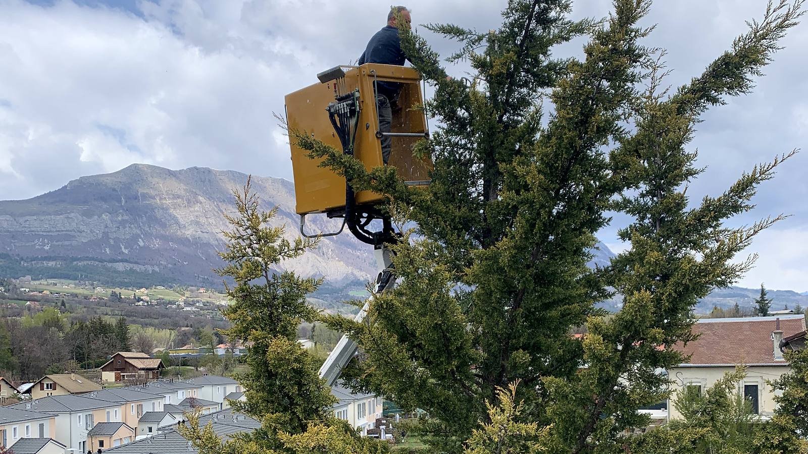 Élagueur en nacelle dans un cyprès, montagnes en arrière-plan