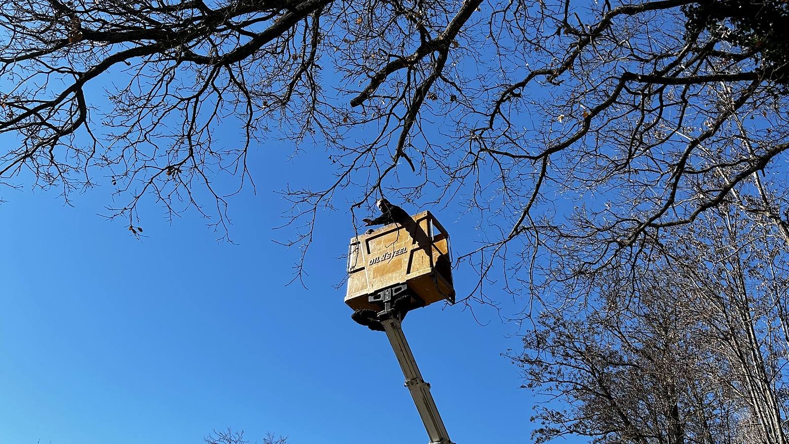 Nacelle levée au milieu des branches d'un arbre