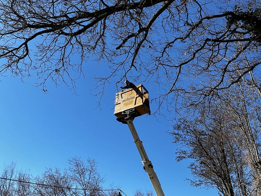 Nacelle levée dans la cime d'un arbre