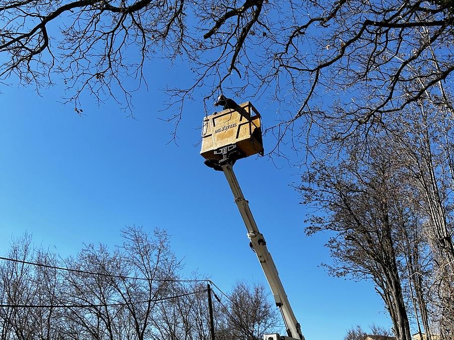 Nacelle déployée dans un arbre